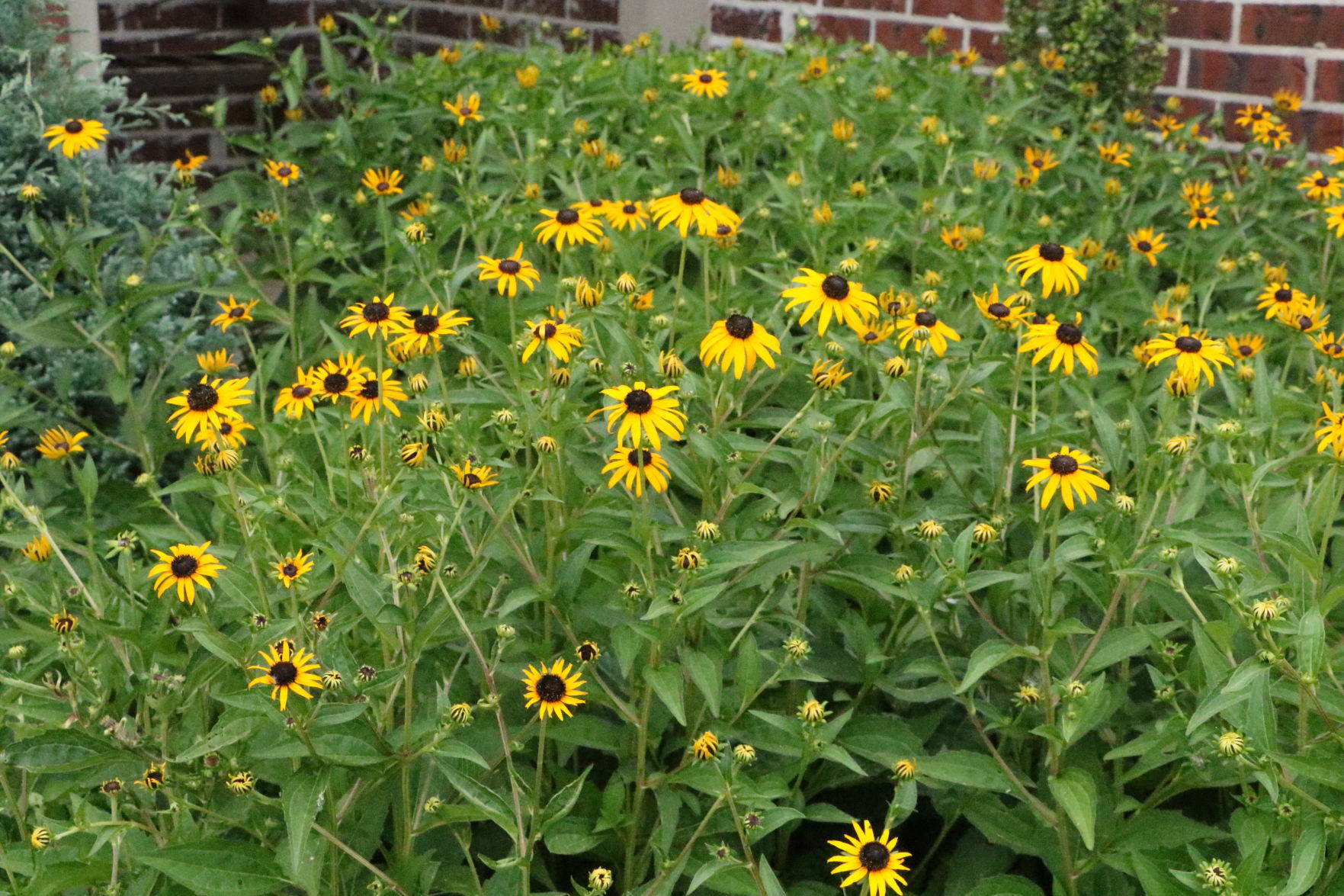 July Yard of the Month